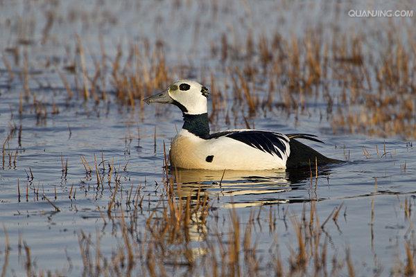  p>小绒鸭(学名: i>polysticta stelleri /i>)鸭科小绒鸭属鸟类,体长