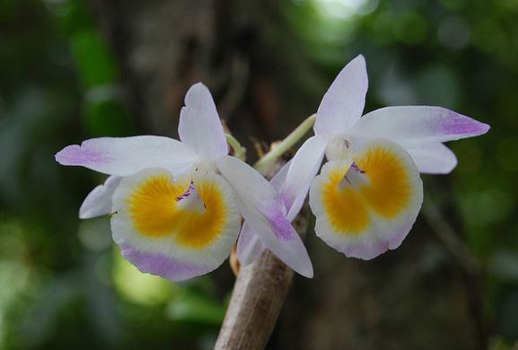  p>杯鞘石斛(学名: i>dendrobium gratiosissimum /i>  rchb. f.