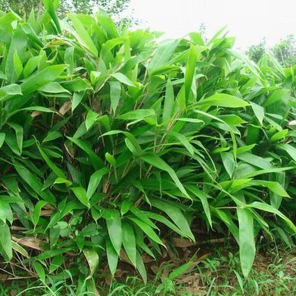 indocalamus var.yiyangensis