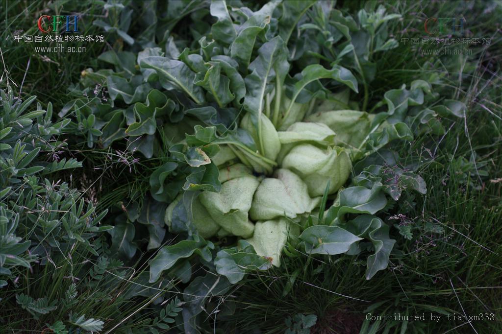  p>马尿泡属( a target="_blank" href="/item/学名/8074290" data