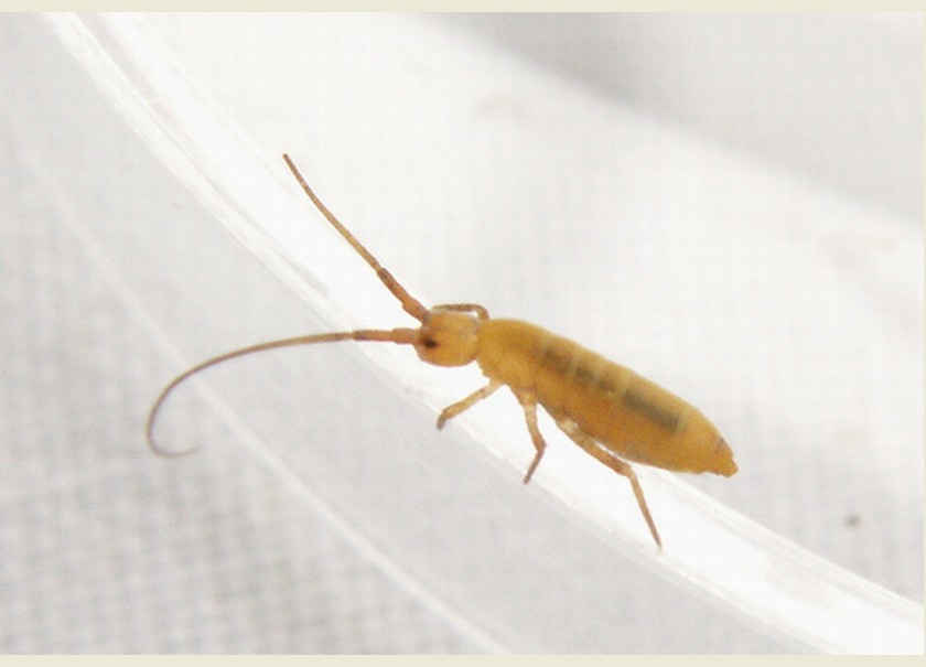  p>弹尾目(collembola)通称 a href="#" data-lemmaid="6300493">跳虫