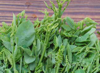 该品种自日本引入,高产,优质,生长期短,以柔嫩的嫩茎叶供食用,产品