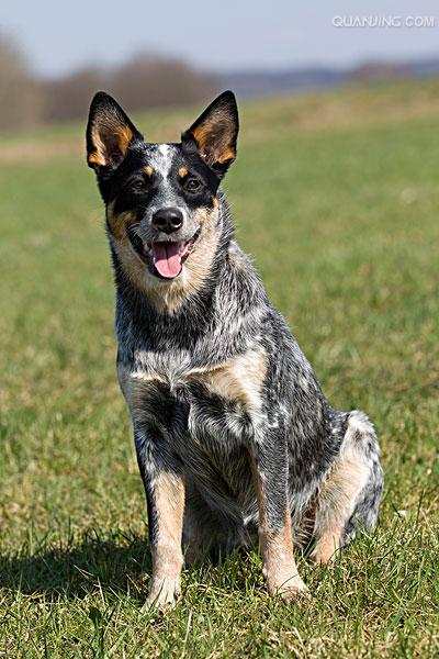  p>澳洲牧牛犬,别名又叫做昆士蓝赫勒犬(australianqueensland heeler