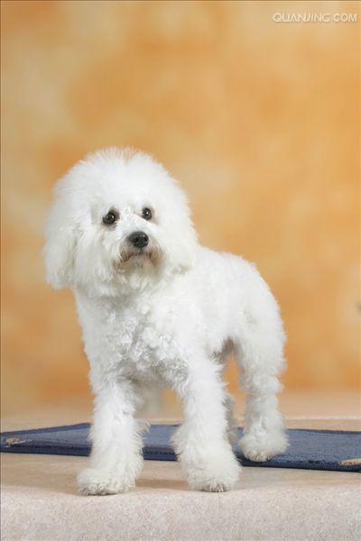  p>比熊犬(法语:bichon frisé,意指"白色 a target="_blank" href="