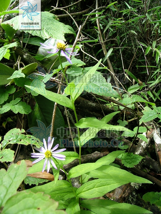 aster taliangshanensis