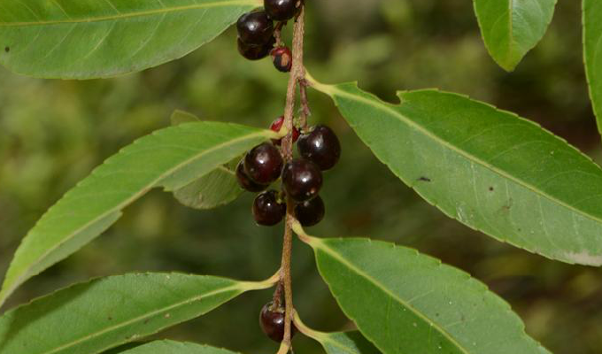xylosma longifolia clos