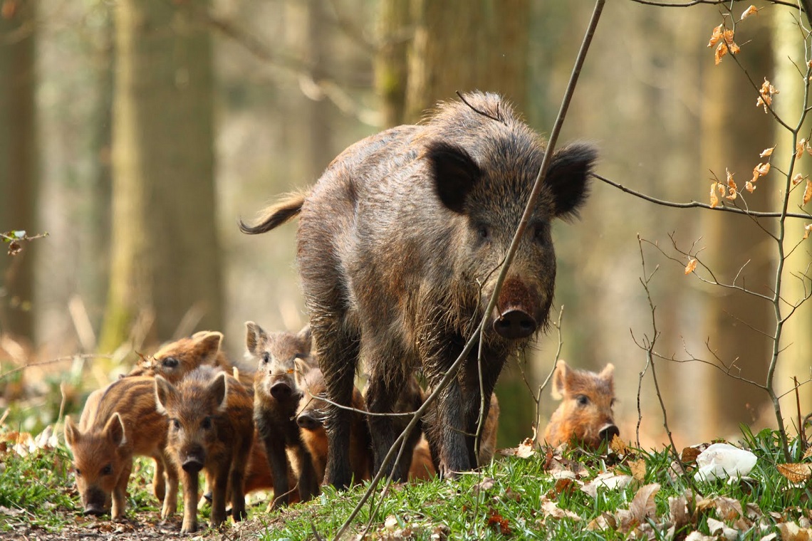 wild boars