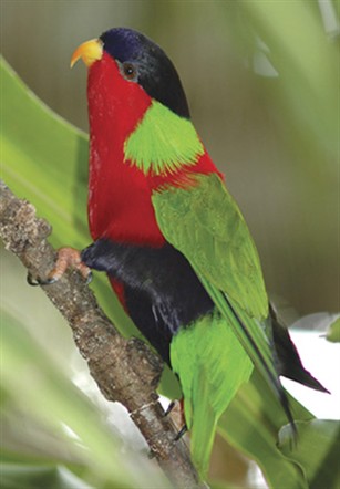  p>绿领吸蜜鹦鹉(学名:phigys solitarius)羽色鲜艳,体为红色,前额和