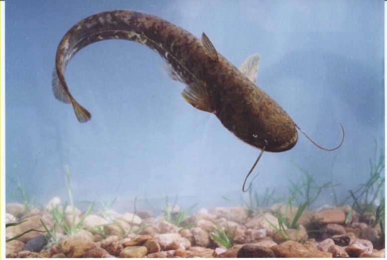  p>怀头鲇(学名: i>silurus soldatovi /i>)属