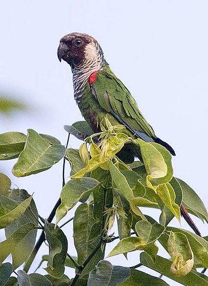 p>灰胸锥尾鹦鹉(学名:pyrrhura griseipectus)是典型的 a href="#"