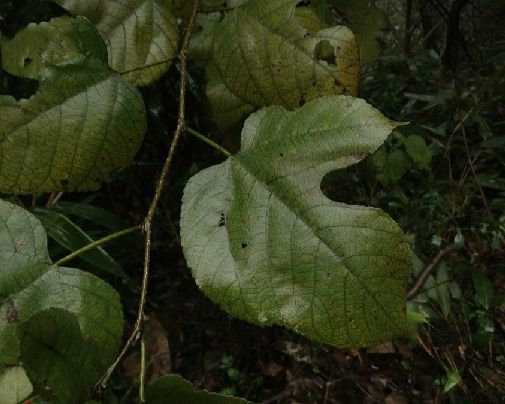 broussonetia lhert. ex vent.