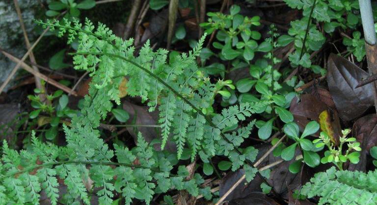 是 a href="#" data-lemmaid="1966785">铁角蕨科 /a>铁角蕨属植 