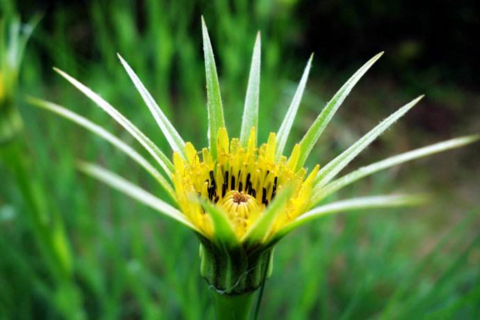 是菊科,婆罗门参属二年生 a target="_blank" href="/item/草本">