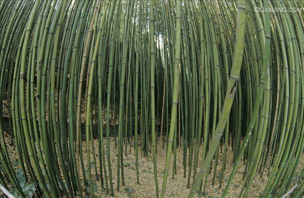 多年生禾本科竹亚科植物, a target="_blank" href="/item/茎/35355"