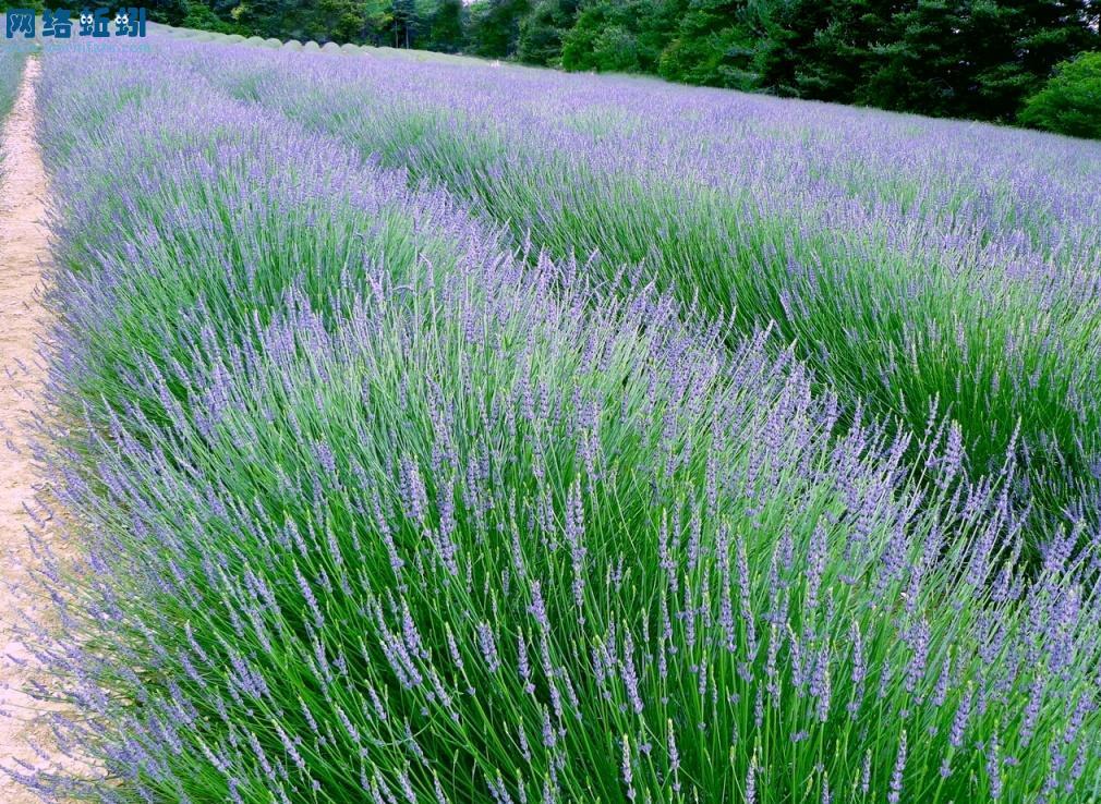  p data-id="gntwcpvu7h">薰衣草( i>lavandula angustifolia  /i>
