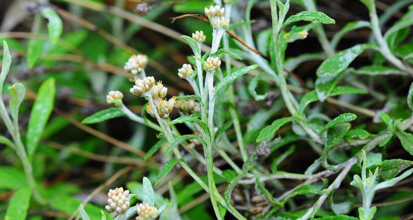 生于高山石质草坡和石灰岩上,海拔3500-4500米. /p>