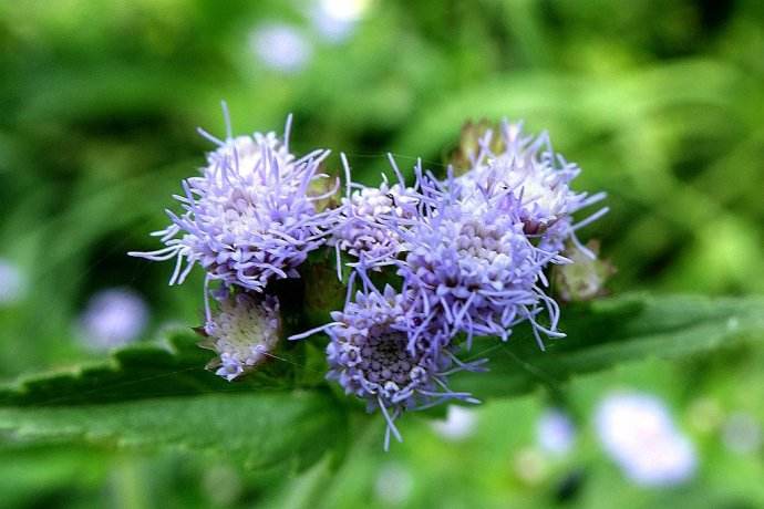  p>紫花藿香蓟原产 a href="#" data-lemmaid="200267">美洲 /a>热带