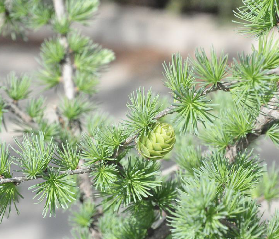 学名: i>larix principis-rupprechtii /i> mayr)是松科,落叶松属乔木