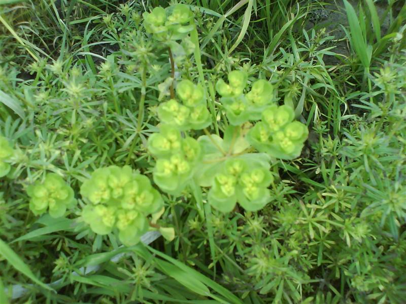  p>白鼓钉,别名星色草,学名polycarpaea corymbosa (l.) lam.