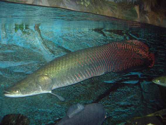  p>长须真巨口鱼,学名: i>eustomias longibarba /i> (parr, 1927),为