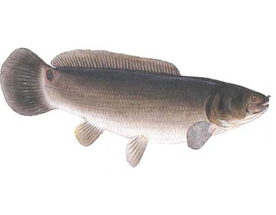  p>弓鳍鱼 amia calva 亦作grindle.