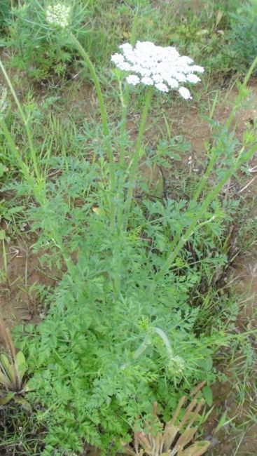  p>野胡萝卜(学名: i>daucus carota /i>  l.