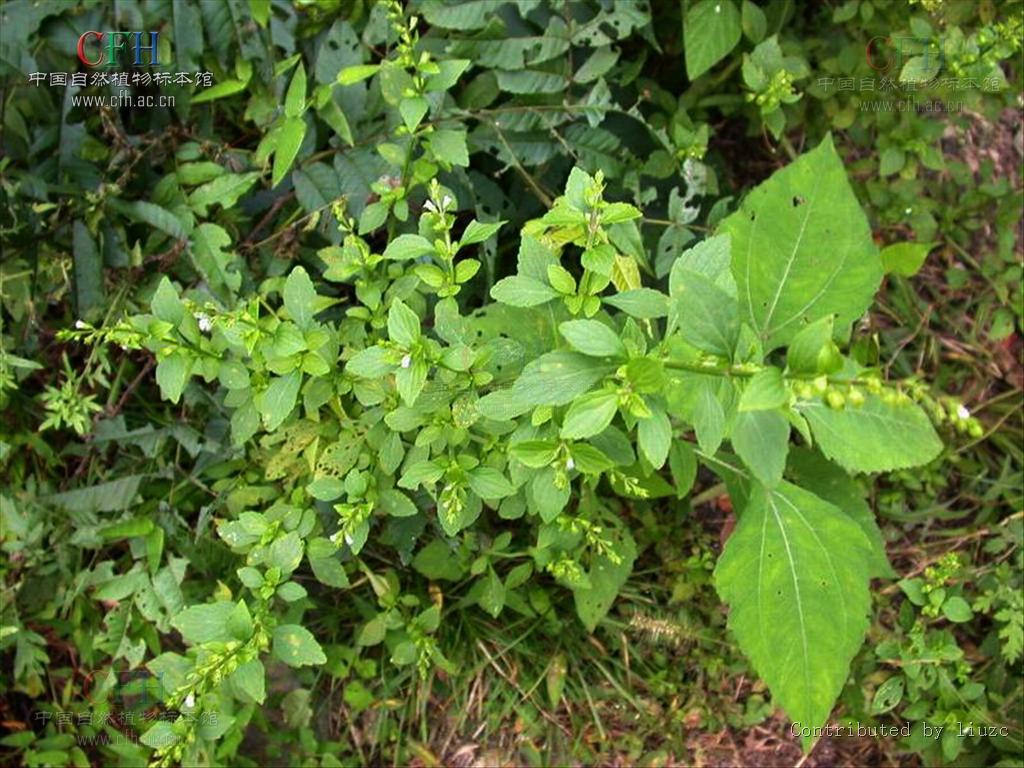 为菊科天名精属植物天名精 i>carpesium abrotanoides /i> l.的全草.