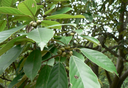 青冈（壳斗科栎属植物）_百度百科