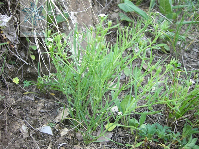  p>急折百蕊草(学名:thesium refractum c. a. mey.