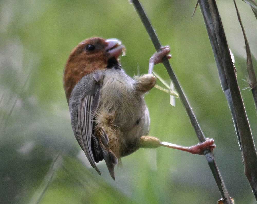  p>短尾鸦雀(学名: i>neosuthora davidiana /i>)是莺科,鸦雀属小型
