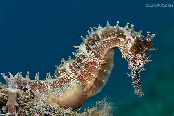 hippocampus  histrix