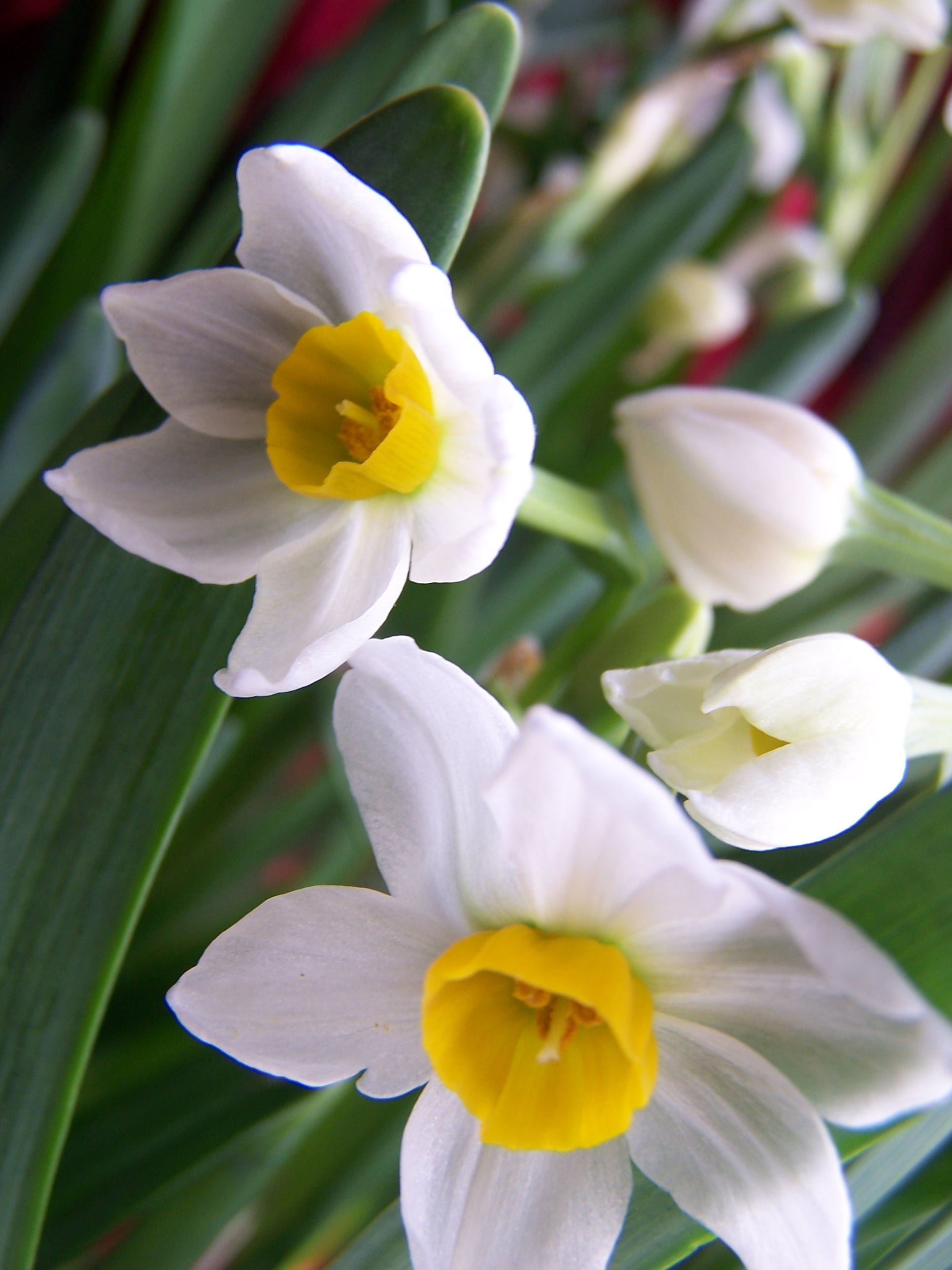  p>鹅掌柴,( i>schefflera octophylla  /i>(lour.