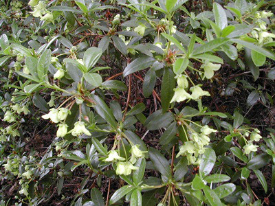  p>短花杜鹃(学名: i>rhododendron brachyanthum /i> franch.