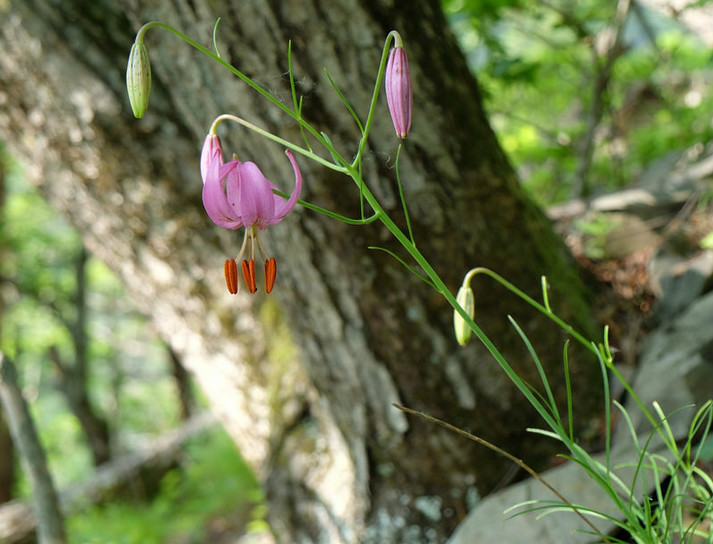  p>垂花百合(学名: i>lilium cernuum /i>  komar.
