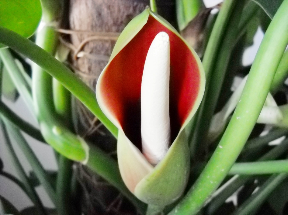 迷魂草