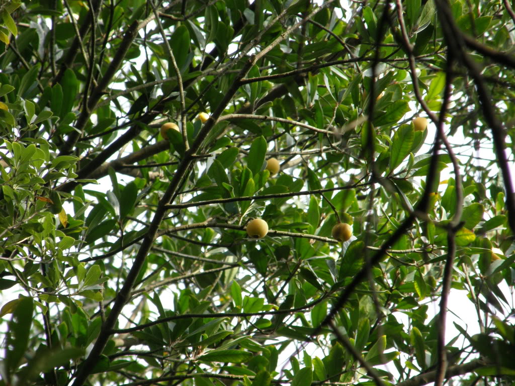 carcinia oblongifolia ghamp