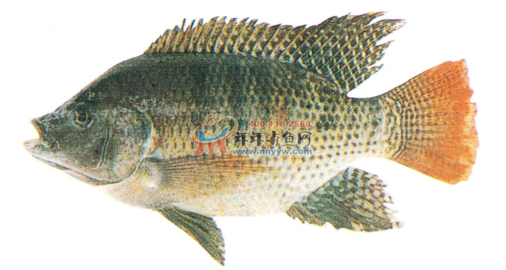原产于非洲,台湾于1966年引入,试样效果良好,现在已发展为台湾淡水