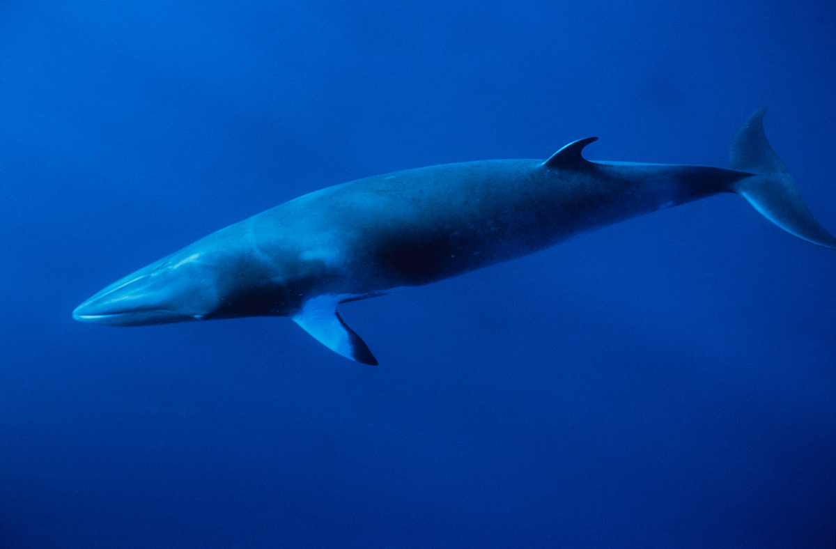  p>小鳁鲸(学名: i>balaenoptera acutorostrata /i>)是须鲸科,须鲸属