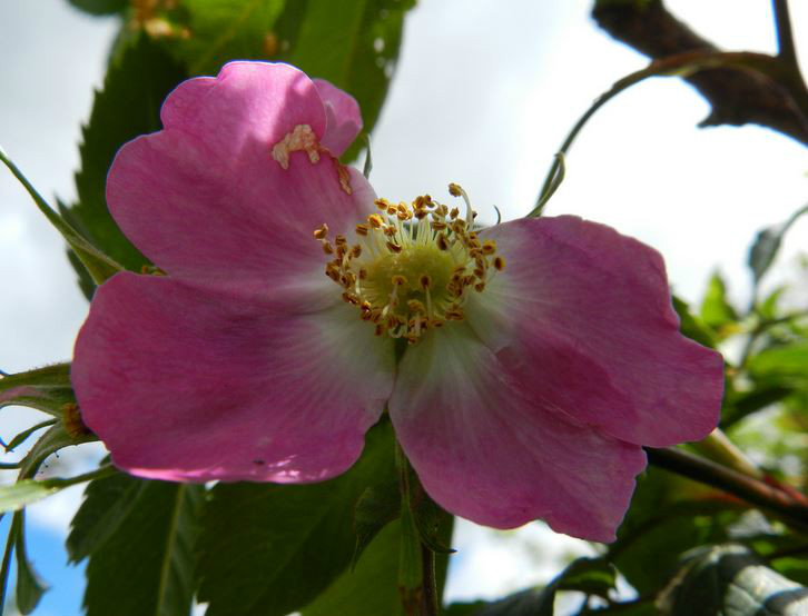  p>刺梗蔷薇(学名: i>rosa setipoda /i>  hemsl. &amp; e. h.