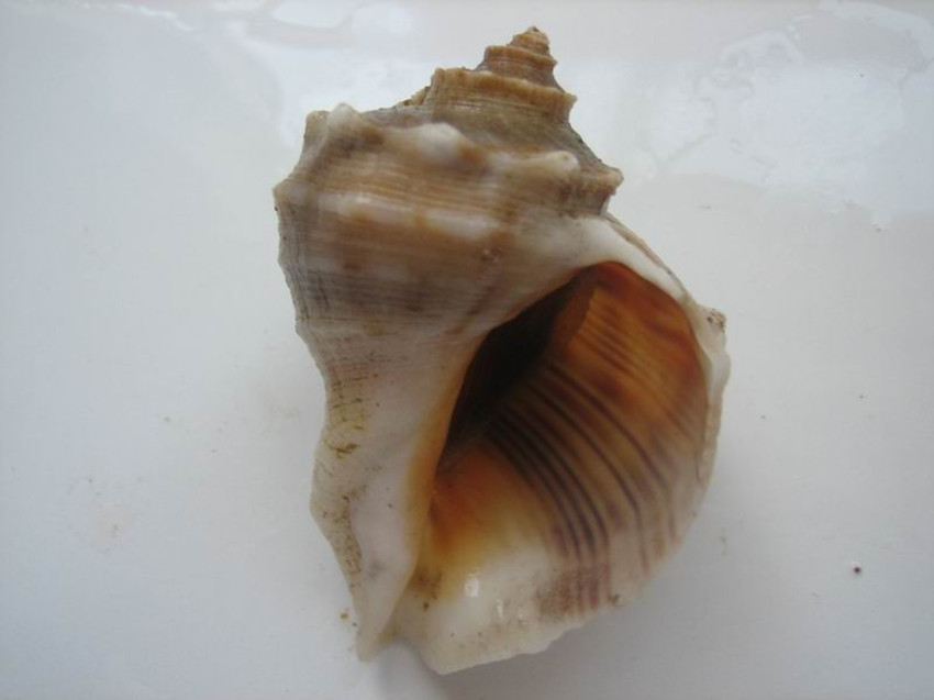  p>脉红螺,俗称"海螺",在我国渤海,黄海和东海均有分布,具有较高的