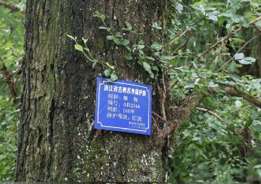 麻栎种源3_百度百科