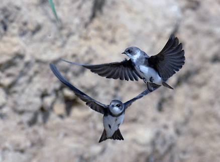  p>雨燕科(学名apodidae)通称雨燕,在 a target="_blank" href="/item