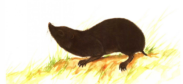  p>长吻鼹(学名: i> i>euroscaptor longirostris  /i> /i>),是 a