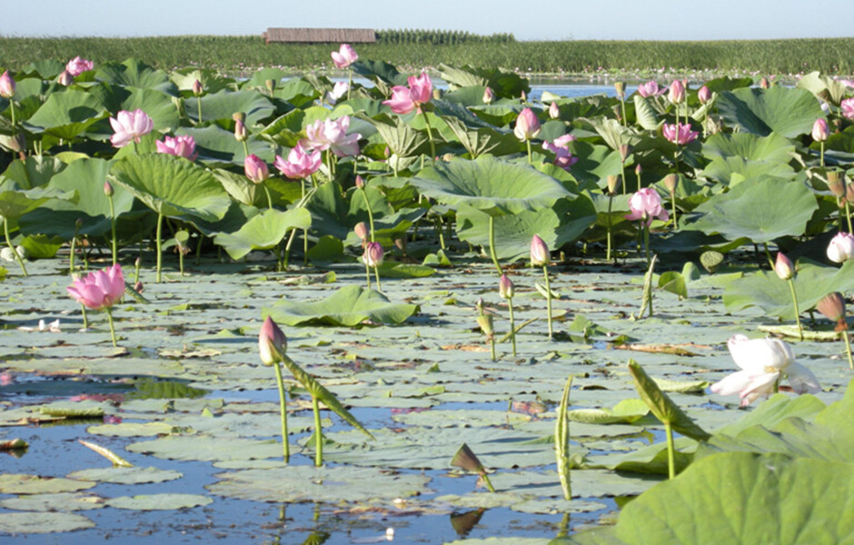 莲花湖