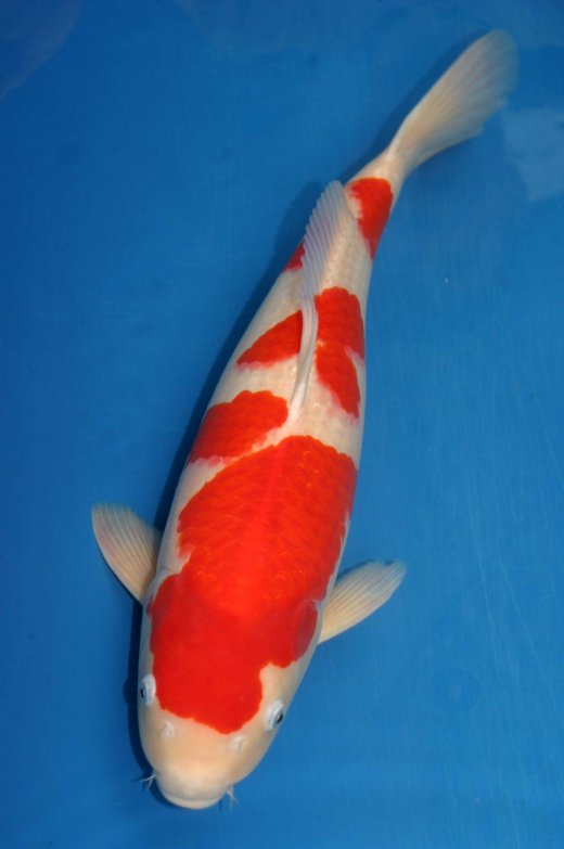 常言道:"锦鲤始于红白而终于红白",意思是说初学者刚看到红白觉得美妙