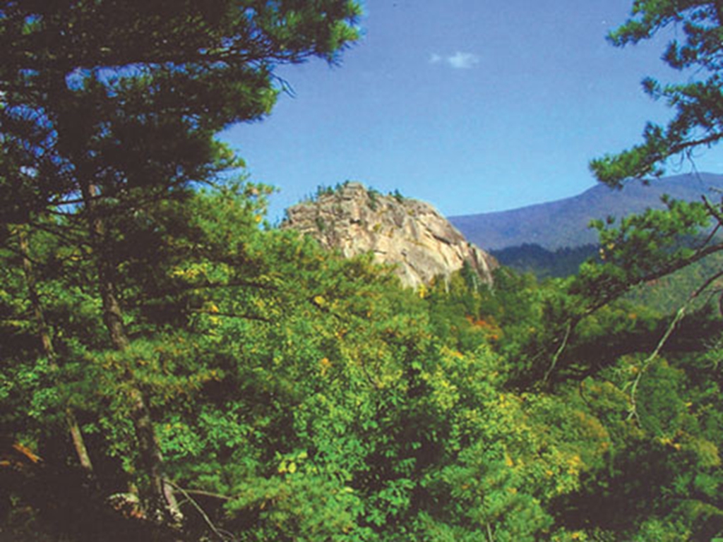 桃山原始森林