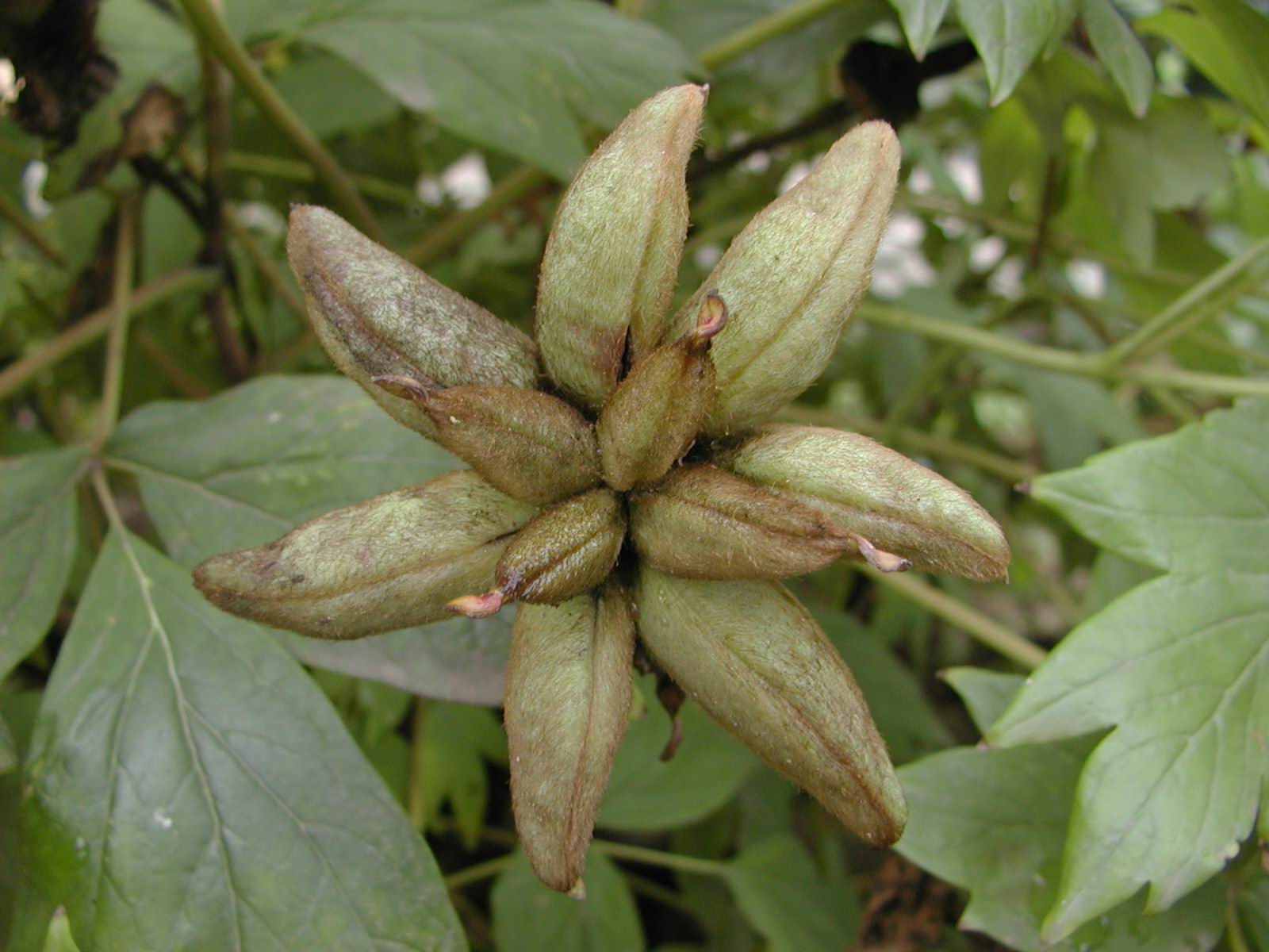 指某种果实,如 a target="_blank" href="/item/芍药/32816