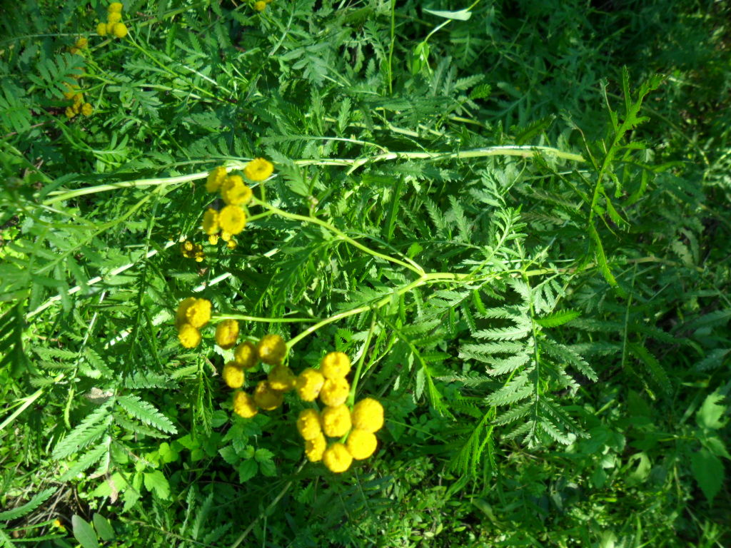  p>菊蒿是菊科, a href="#" data-lemmaid="3816315">菊蒿属 /a> a