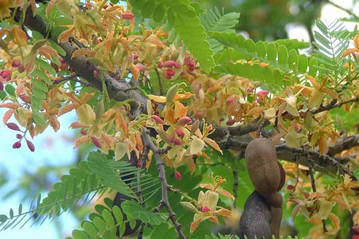 乔木,高10-15(-25)米,胸径30-50(-90)厘米;树皮暗灰色,不规则纵裂.