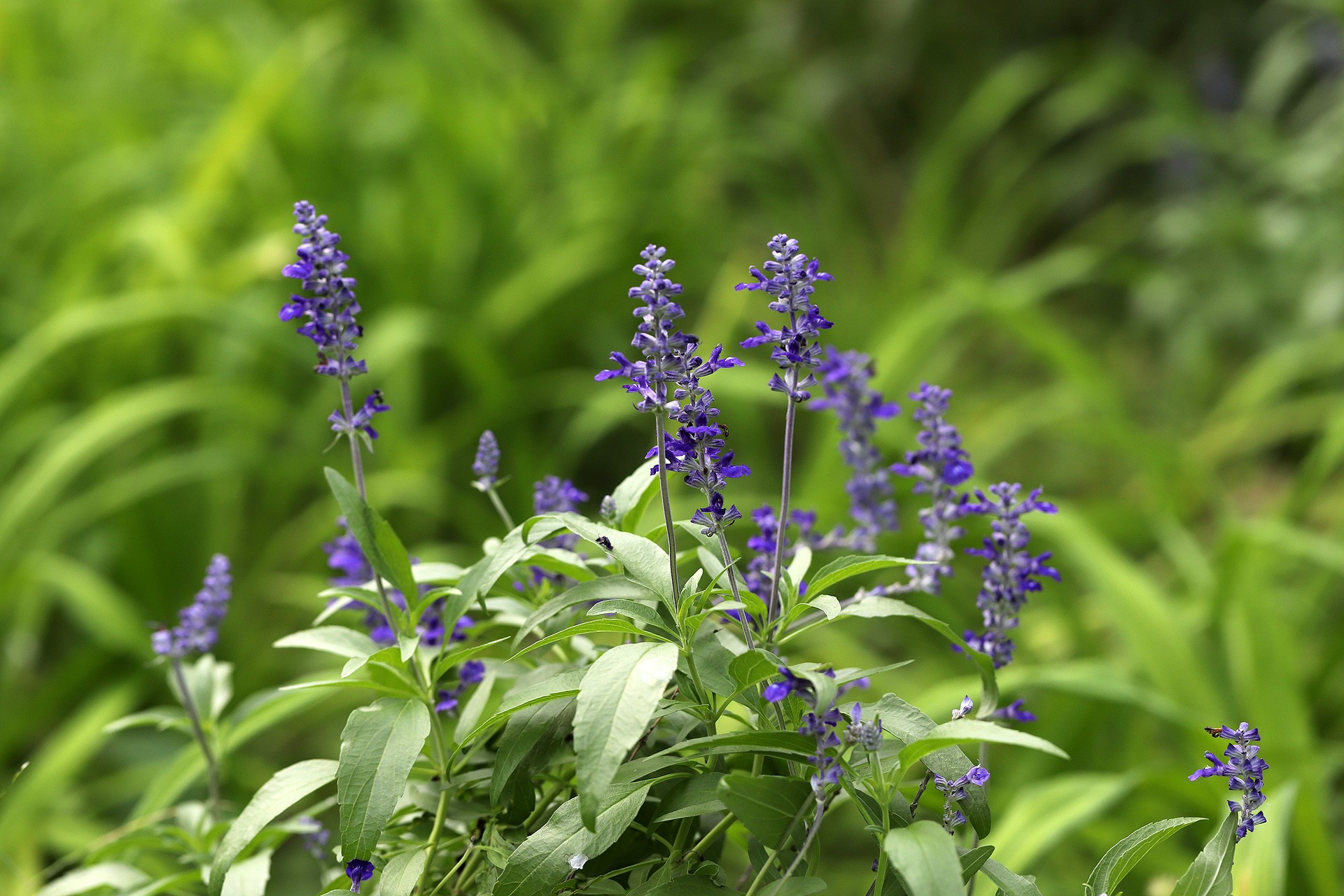  p>鼠尾草(学名: i>salvia japonica  /i>thunb.